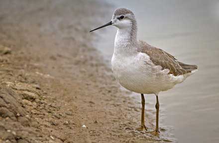 Wilsons Phalarope