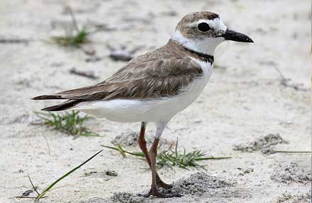 Wilsons Plover