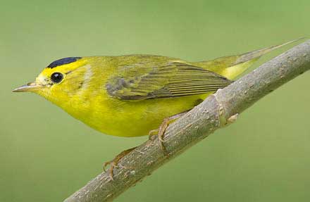 Wilson s Warbler 