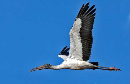 Wood Stork