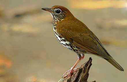 Wood Thrush