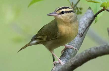 Worm-eating Warbler 