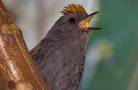 Wrenthrush 