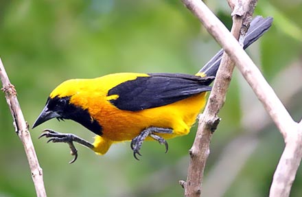Yellow-backed Oriole