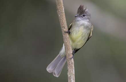 Yellow-bellied Elaenia 