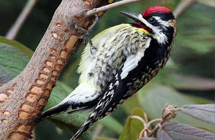 Yellow-bellied Sapsucker
