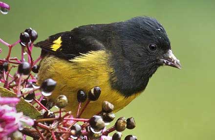 Yellow-bellied Siskin 