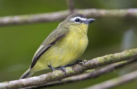 Yellow-bellied Tyrannulet 