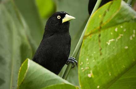 Yellow-billed Cacique 