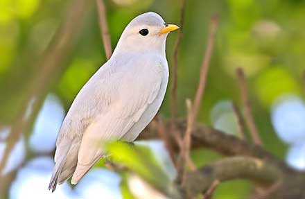 Yellow-billed Cotinga 