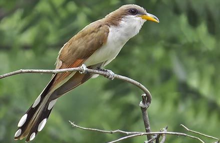 Yellow-billed Cuckoo