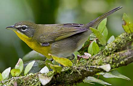 Yellow-breasted Chat 
