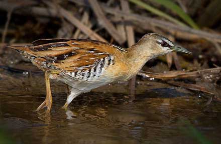 Yellow-breasted Crake
