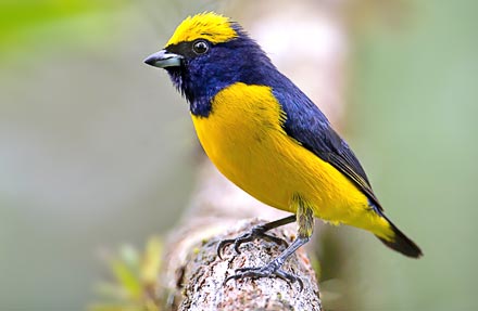 Yellow-crowned Euphonia 