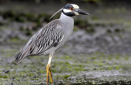 Yellow-crowned Night-Heron