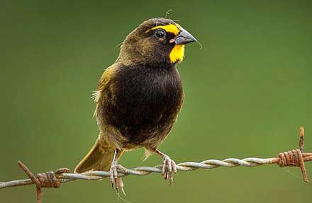 Yellow-faced Grassquit 