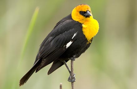 Yellow-headed Blackbird 