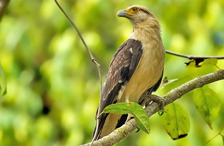Yellow-headed Caracara