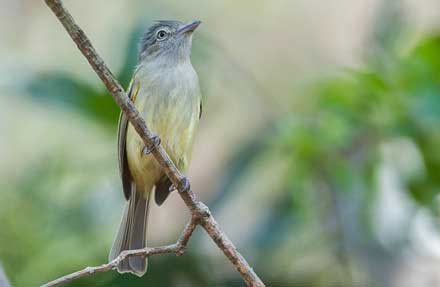 Yellow-olive Flatbill