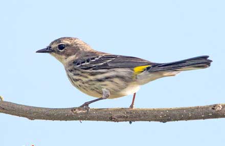 Yellow-rumped Warbler 