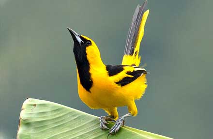 Yellow-tailed Oriole 