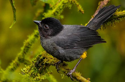 Yellow-thighed Finch