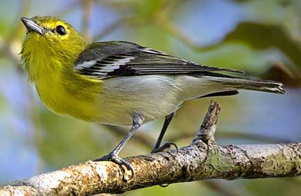 Yellow-throated Vireo 