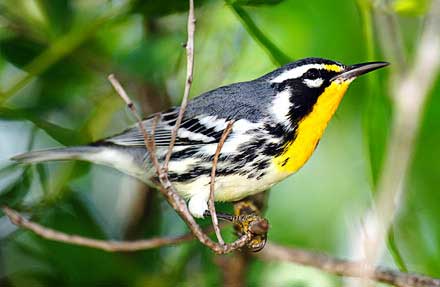 Yellow-throated Warbler 