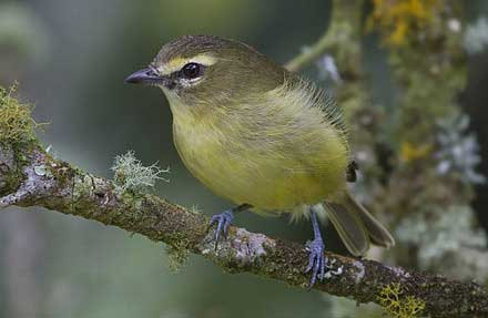 Yellow-winged Vireo 