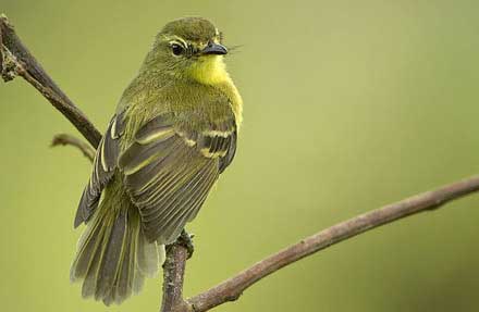 Yellow Tyrannulet 