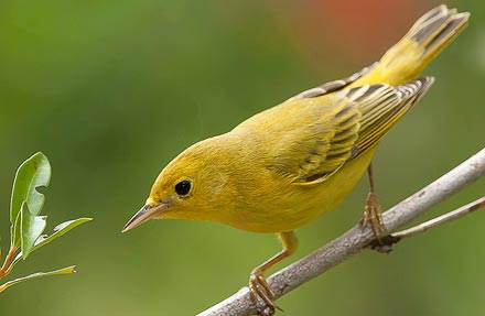 Yellow Warbler 