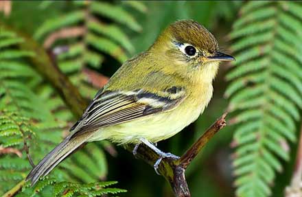 Yellowish Flycatcher 