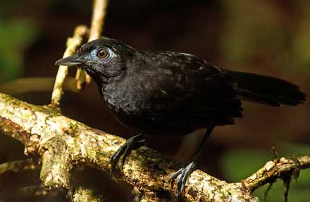 Zeledons Antbird 