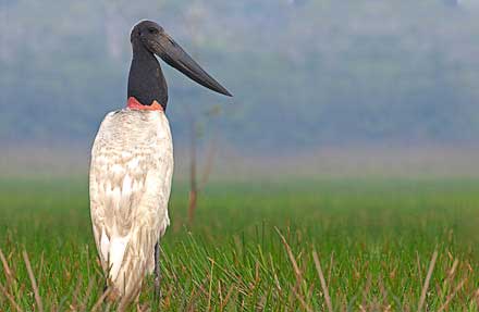 Jabiru