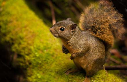 Bangs Mountain Squirrel
