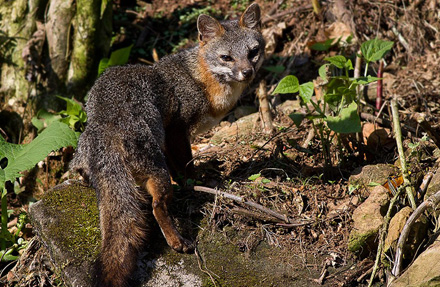 Gray Fox