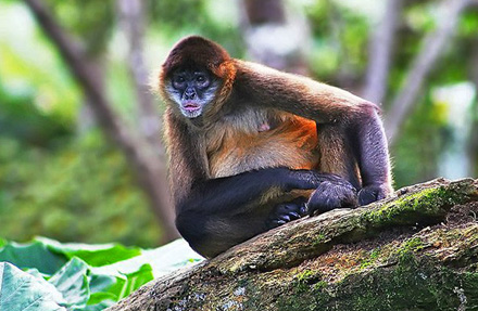 Spyder Monkey