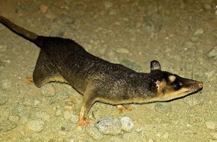 Gray Four Eyed Opossum