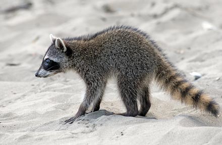 Racoon