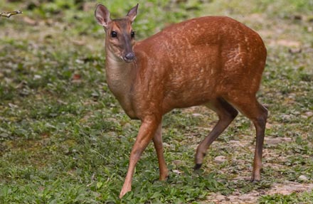 Red Brocket Deer