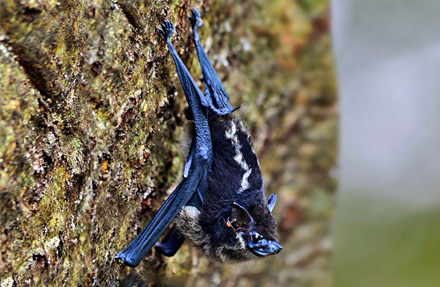 Greater White Lined Bat