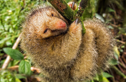 Silky anteater
