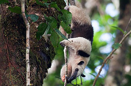 Tamandua