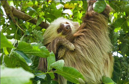 Two-toed sloth