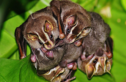 Striped Yellow-Eared bat