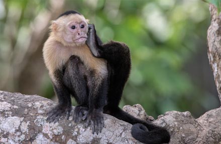 White-headed Capuchin