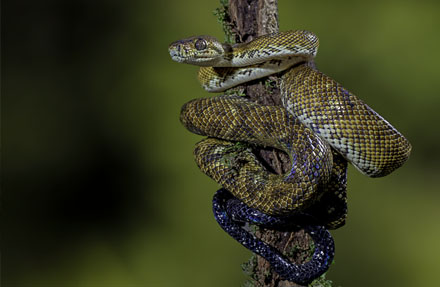 Annulated Tree Boa 
