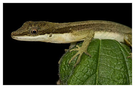 Anole lizard 