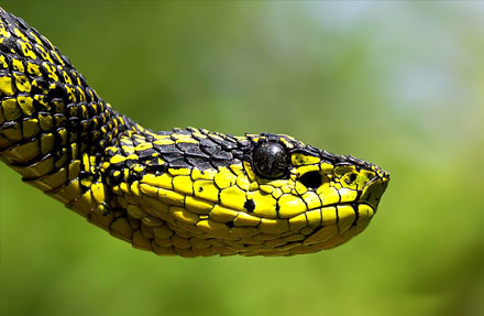 Black & Green Palm Pitviper 