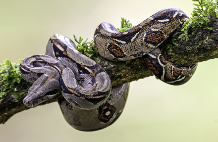 Boa Imperator